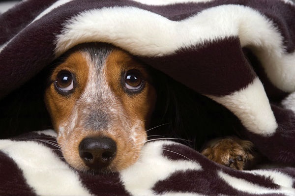 “I botti spaventano gli animali” – Continuano i controlli dei vigili