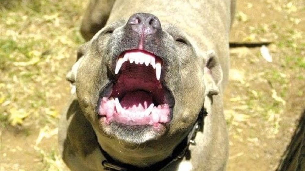 Donna aggredita da pit bull – Multato il padrone