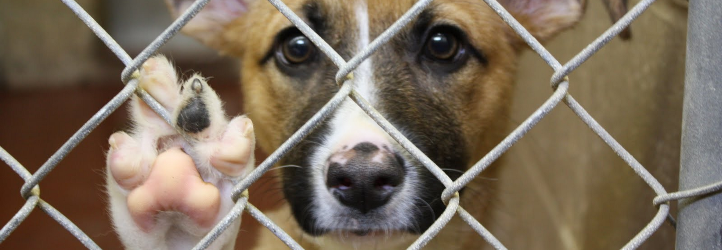 Dopo 70 anni di storia chiude canile di via Germagnano – 3 dipendenti perdono lavoro