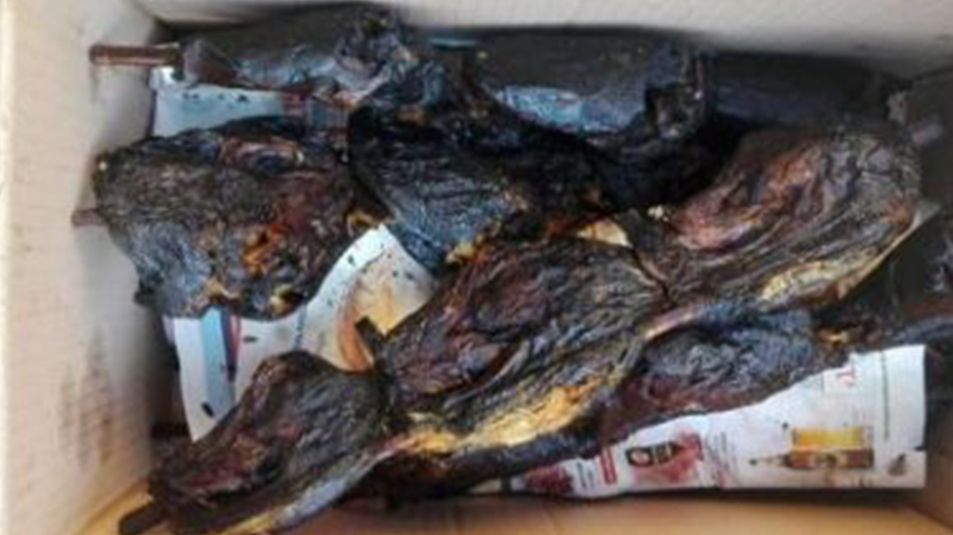 Spiedini di topi e nutrie – Street food “horror” sequestrato a Porta Palazzo