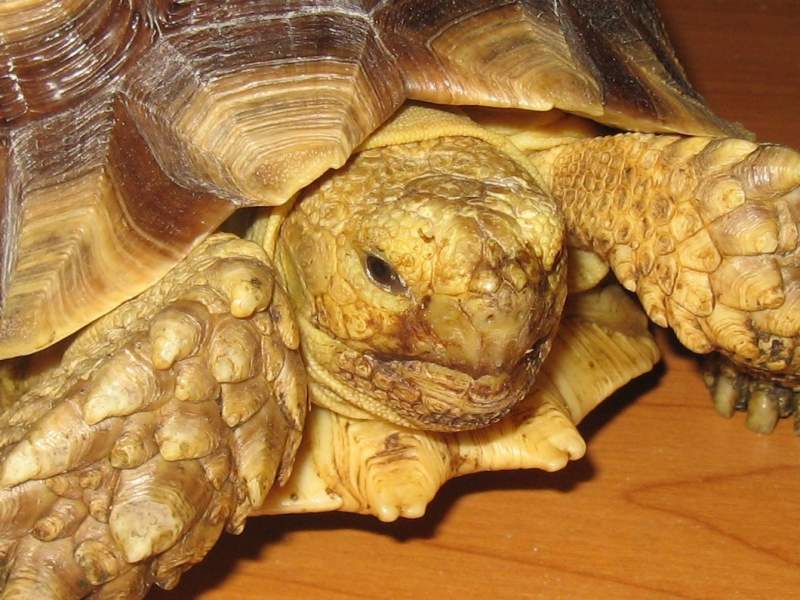 Traffico di animali esotici – Sequestrate tartarughe a rischio estinzione