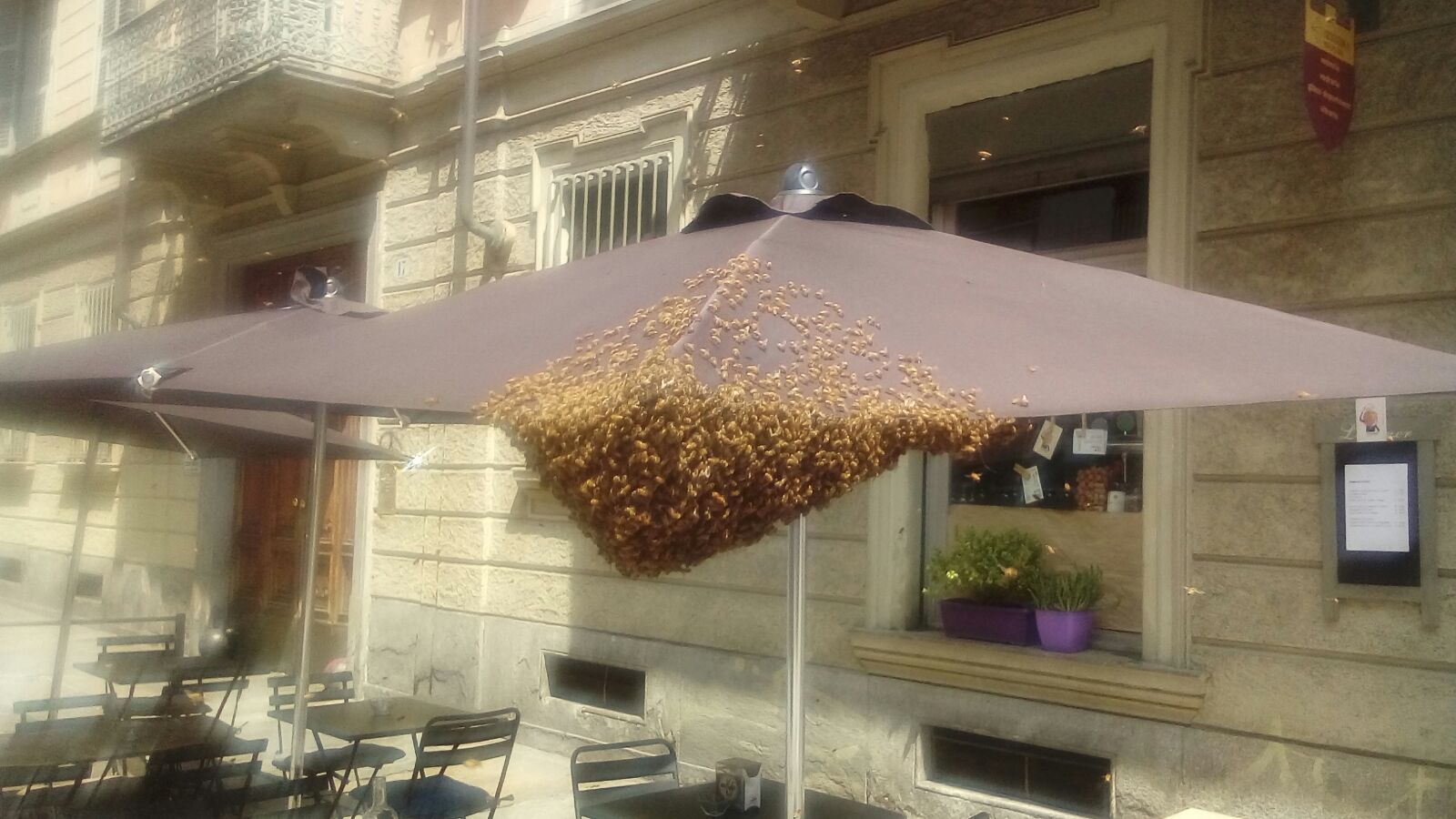 Invasione di api a San Salvario – Un locale costretto a chiamare i Vigili del Fuoco- LE FOTO