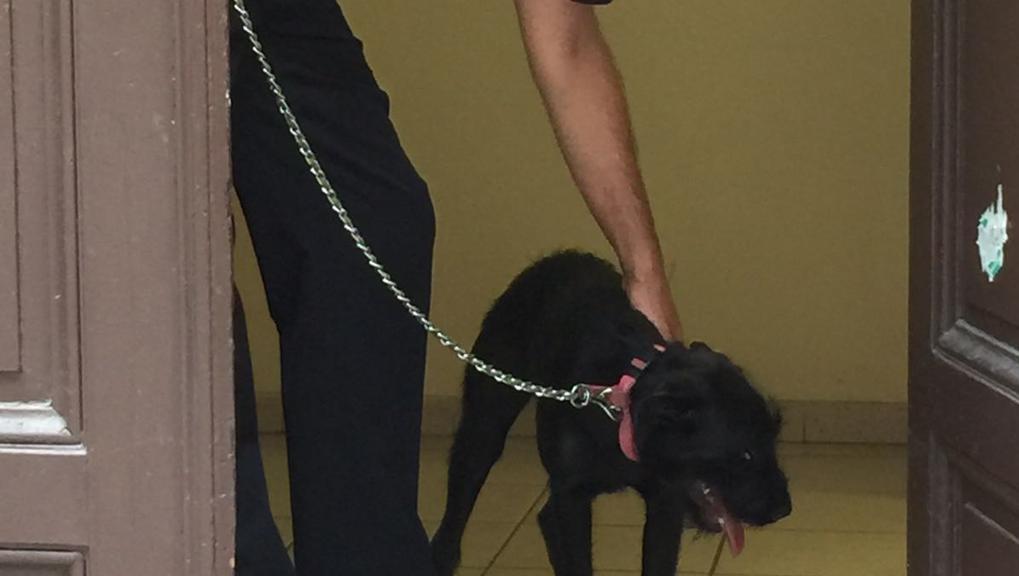 Abbandona il cagnolino in auto a San Salvario, rischiando di ucciderlo – Denunciato