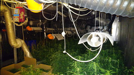 Operazione ‘Adventure’ a Torino – Migliaia di piante di marijuana sequestrate e numerosi arresti