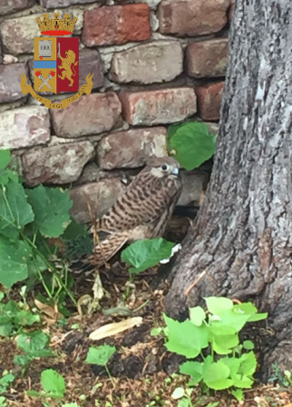Cucciolo di Falco pellegrino si perde in piazza Castello – Salvato da un poliziotto
