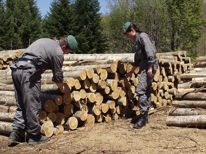 Ruba oltre 150 quintali di legna – Boscaiolo abusivo denunciato