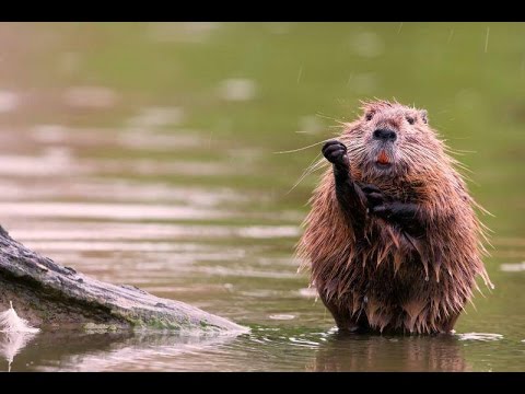 Contenimento nutrie – Il piano pilota nei fiumi di Torino