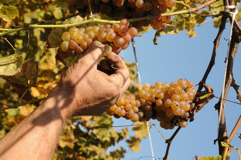 Nonno ladro, ruba chili di uva destinata all’Erbaluce – “L’ho fatto per i miei nipoti” – Denunciato