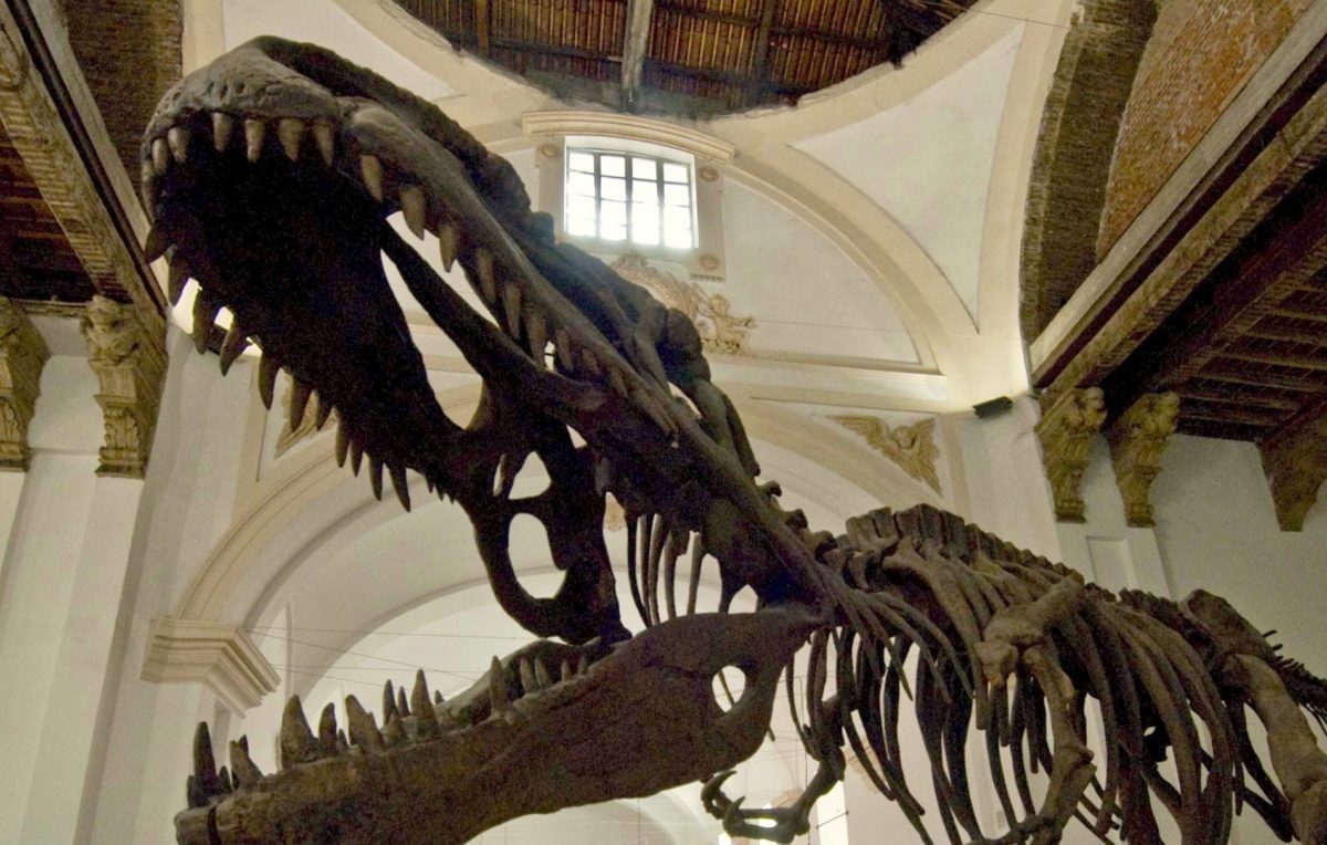 Riaprirà dopo 7 anni il Museo di Scienze Naturali a Torino – Una grande patrimonio scientifico restituito ai cittadini
