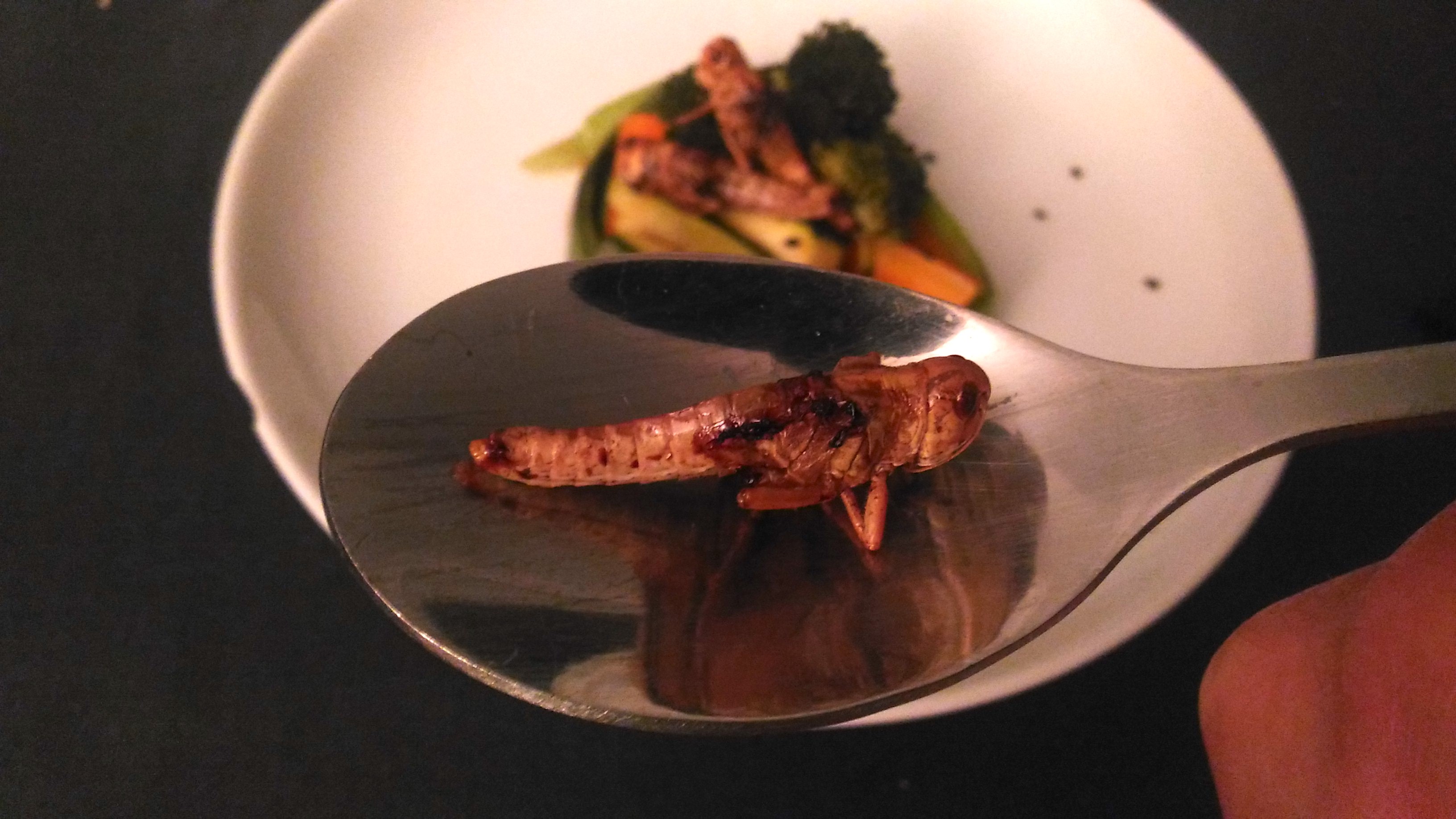 Proteine, omega 3 e zero grassi – Sono i grilli, superfood del futuro, allevati nel Torinese