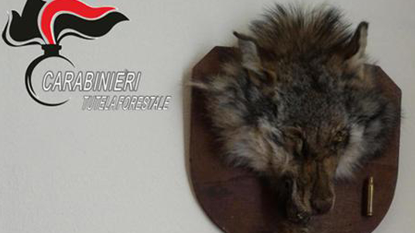 Uccide lupo, poi lo espone imbalsamato come trofeo di caccia – Sanzionato cacciatore
