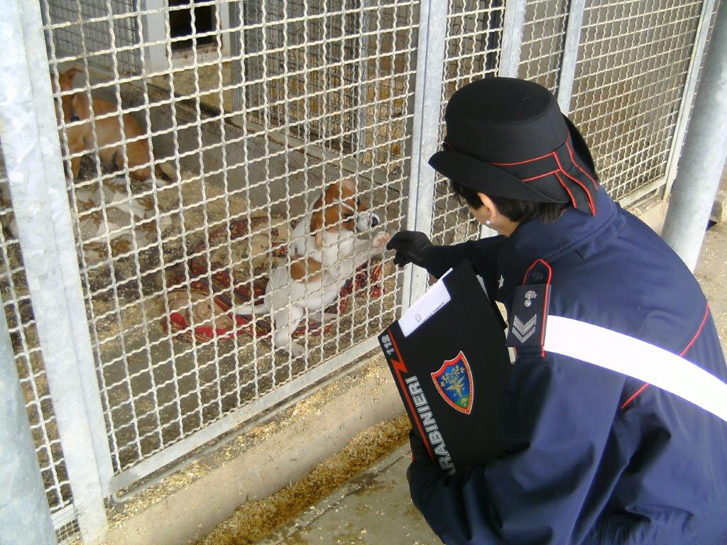 Prescriveva farmaci come un veterinario professionista – Denunciata allevatrice di cani