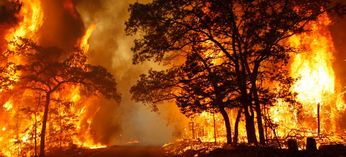 Ancora roghi e devastazione – Brucia una riserva naturale, fiamme alte dieci metri