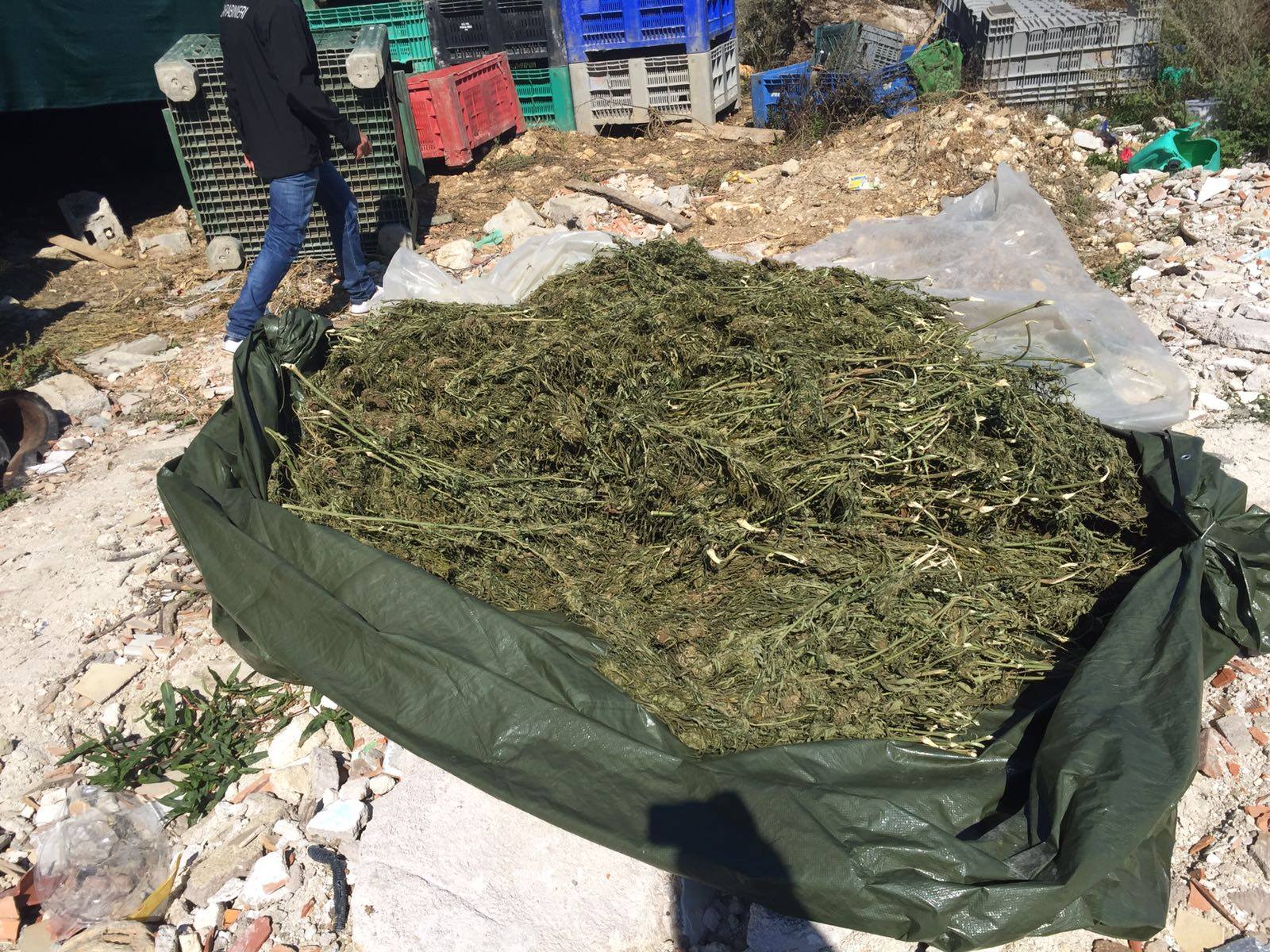 Viaggiava con oltre un quintale di marijuana nascosta nel furgone – Fermato 55enne italiano