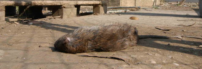 Topo morto e ragnatele nei silos del riso – I Nas ne sequestrano 200 tonnellate