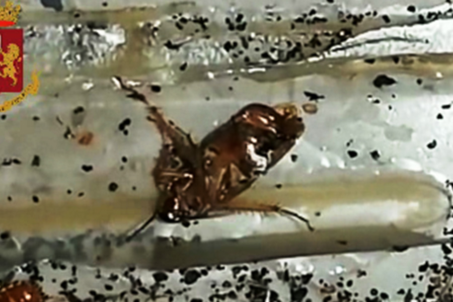 Blatte vive e morte in ristorante etnico di San Salvario – Multa da 30.000 euro