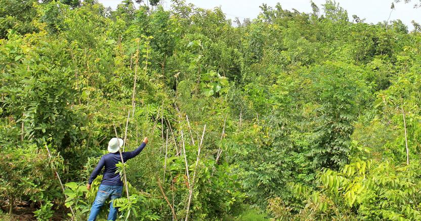 Milioni di alberi per salvare il pianeta – L’impresa da guinness in India