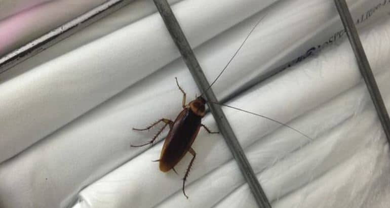 Il caso – Blatte all’ospedale Molinette – “Mi camminavano addosso mentre ero a letto” – la rabbia di un paziente