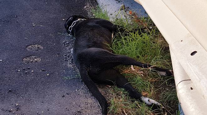 Due cani fuggono e vengono investiti in Tangenziale – Gara di solidarietà per salvarli