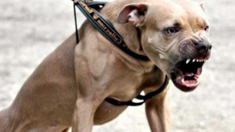 Tragedia in Piemonte – Bimbo di 5 anni sbranato da pitbull dei suoi genitori