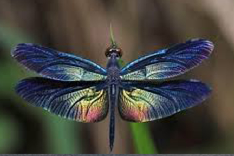 Torino invasa dalle libellule – A decine di migliaia in alcuni quartieri