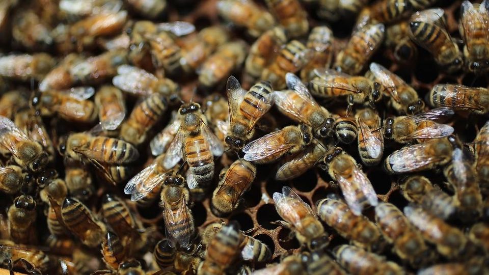 Strage di api per il caldo – “Produzione di miele ai minimi, chiediamo un aiuto”