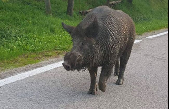 Invasione di cinghiali in Piemonte- L’allarme di Coldiretti “Pericoli sulle strade e danni all’agricoltura”