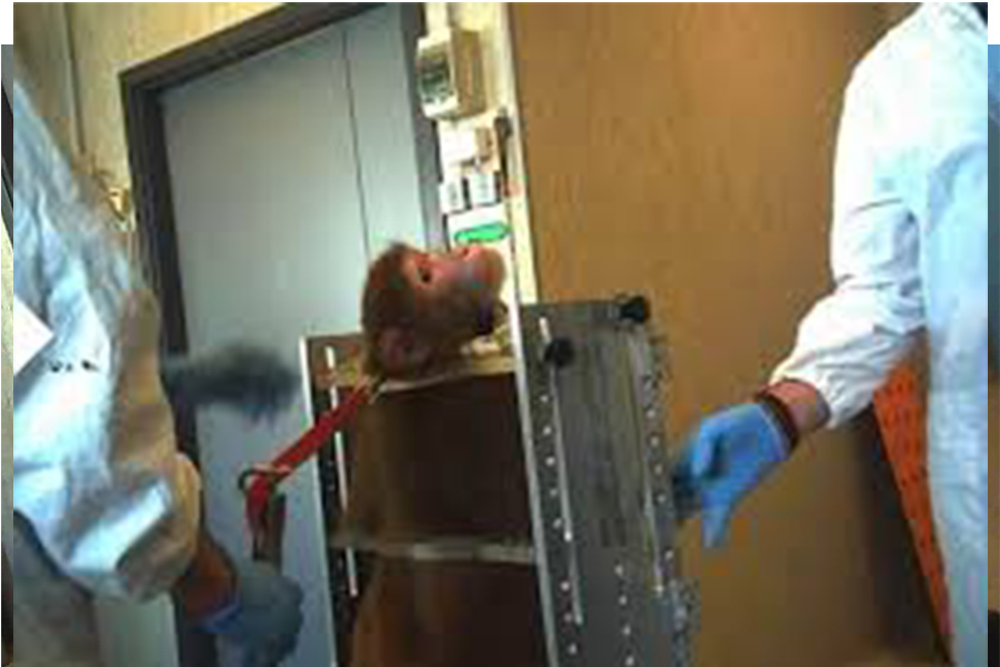 Ha fatto esperimenti sui macachi – Busta con proiettile a prof. in via Verdi