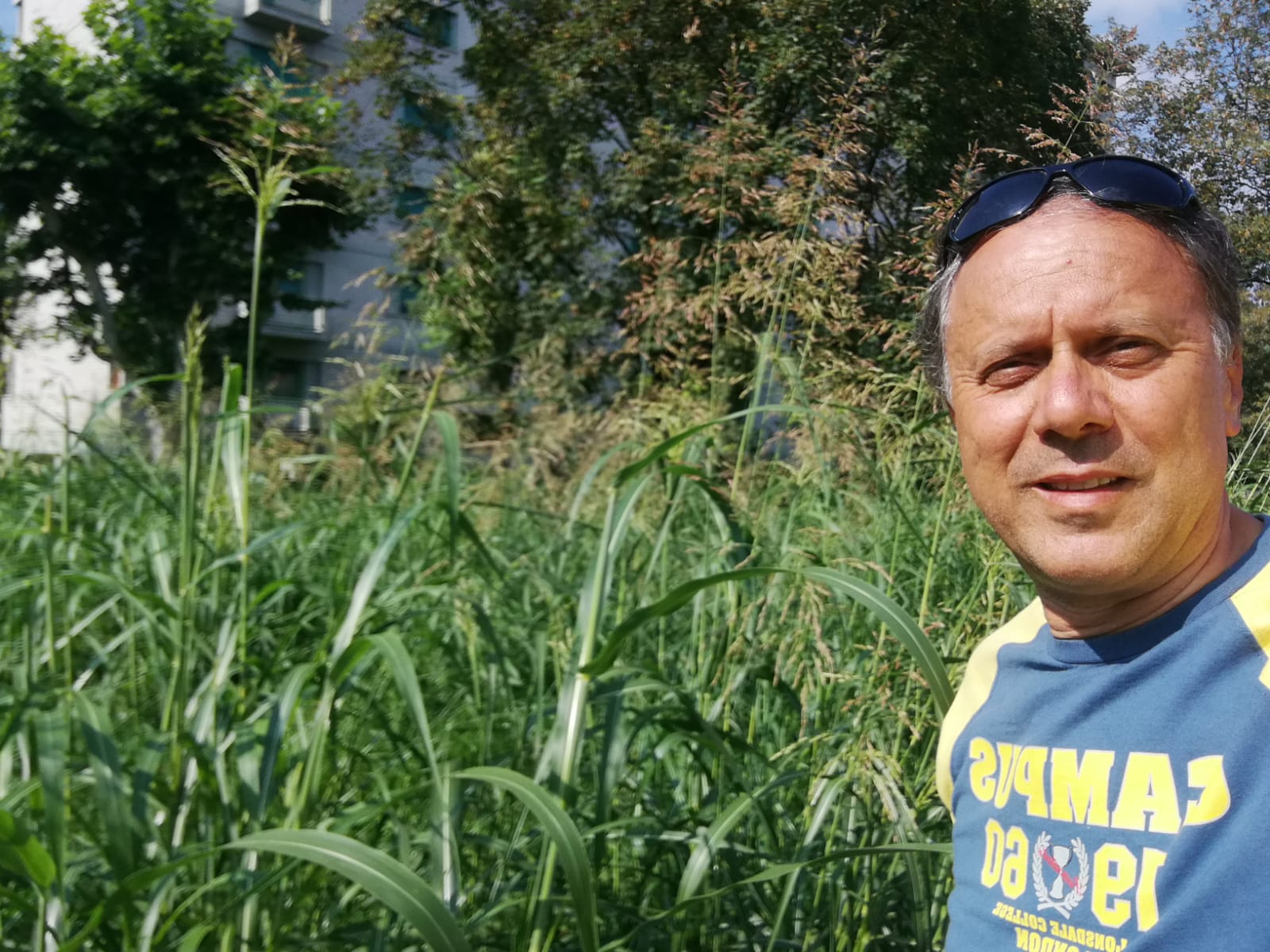 Erba altissima – Petrarulo (FdI): “Barriera di Milano non è l’Africa! Non si tratta così il mio quartiere”