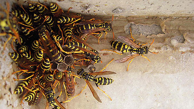 Attaccato da sciame di vespe – E’ grave un cercatore di funghi