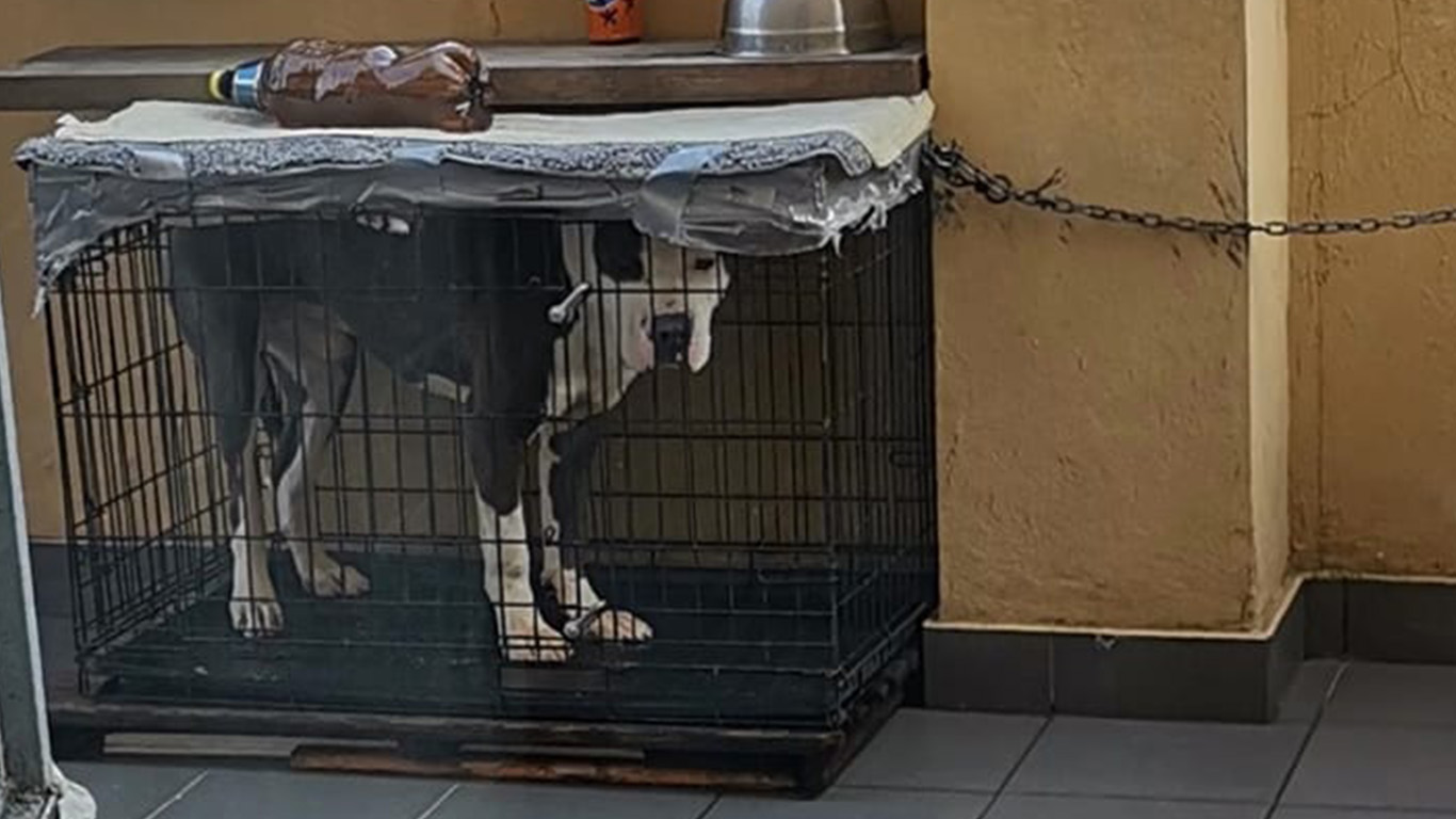 Chiude il cane in una gabbia minuscola sul balcone – Denunciato per maltrattamenti