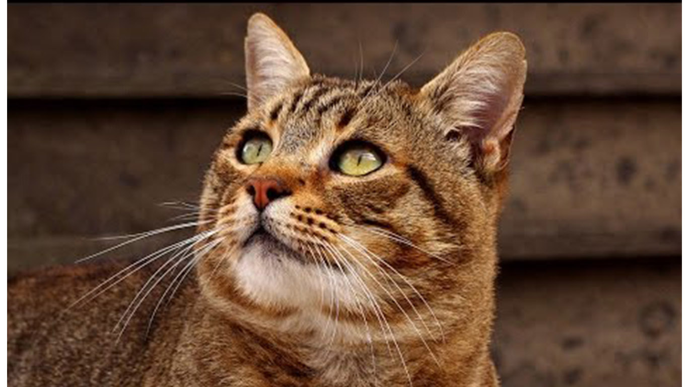 “Rivuoi il tuo gatto? Dammi mille euro” – Donna arrestata per estorsione