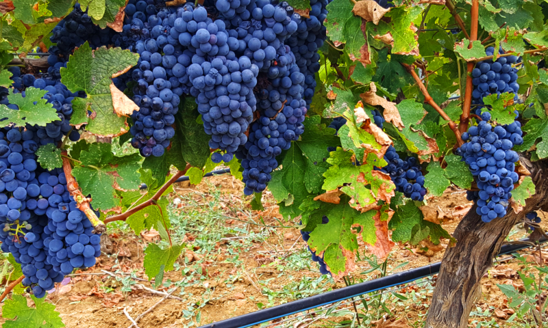 Al Politecnico la prima vigna urbana, sul tetto dell’Università