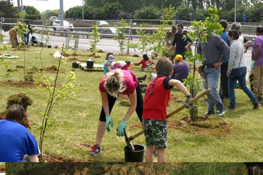 Un milione di euro per i nuovi alberi a Torino – Tutti i quartieri interessati