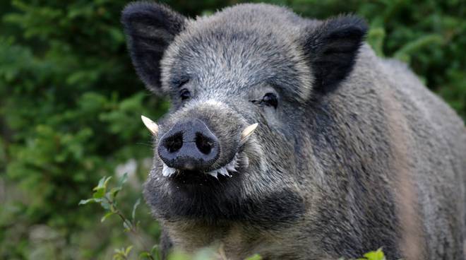 Emergenza cinghiali in Piemonte -”Aumento eccessivo e dannoso degli ungulati”