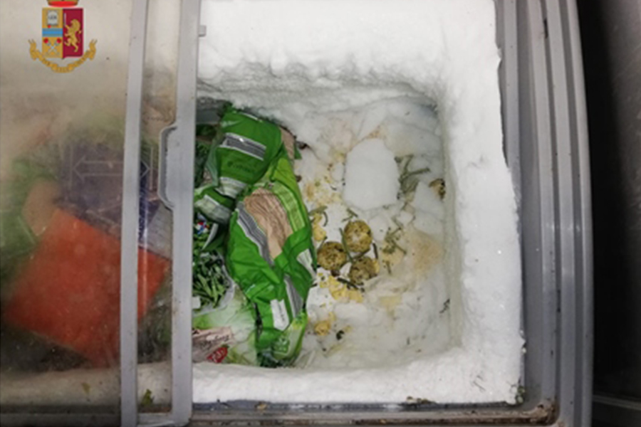 Cucina invasa da blatte in locale di San Salvario – Negozio sequestrato e multa di 26.000 euro