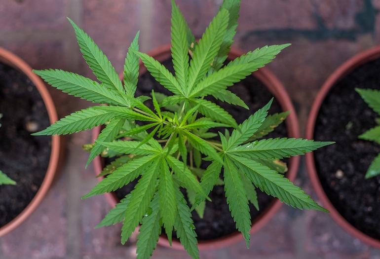 Coltivare cannabis in casa non è piu’ reato – Sentenza epocale della Cassazione