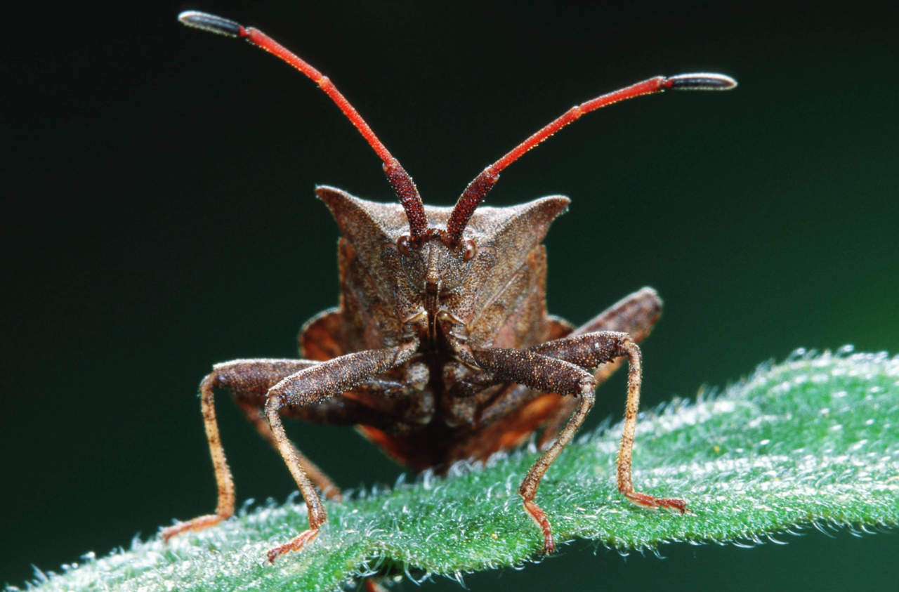 Cimice asiatica in Piemonte, ora è piena emergenza – Danni per 180 milioni di euro