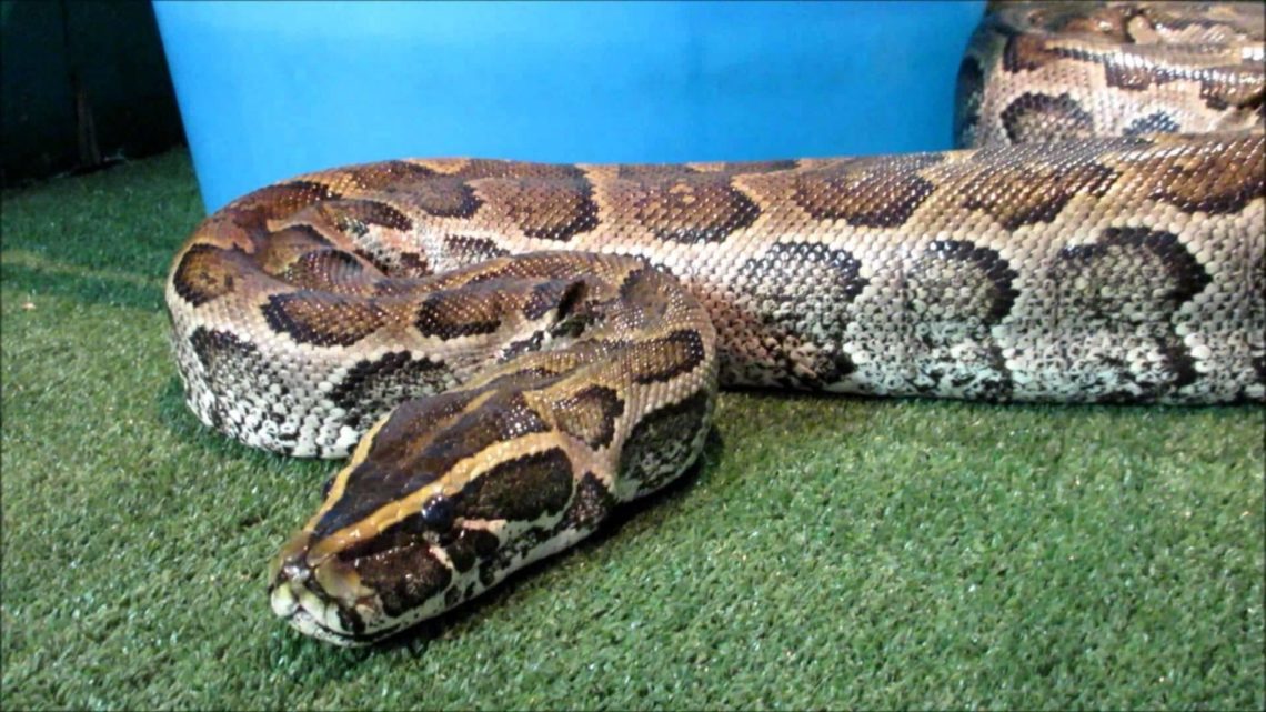 Ritrovato un pitone