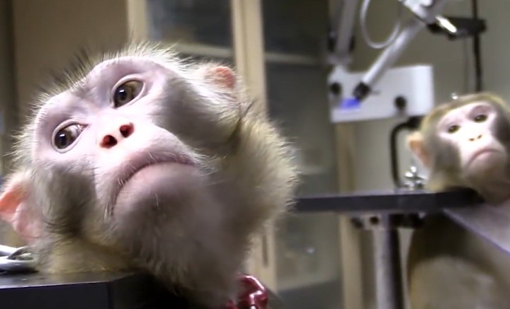 Il giudice blocca gli esperimenti sui macachi – L’Università di Torino “Attacco alla libertà di ricerca”