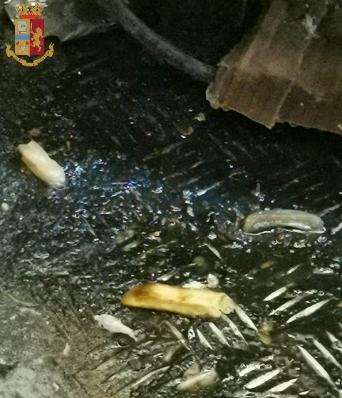 Blatte e insetti morti in un locale di San Salvario – 80 kg di cibo sequestrato
