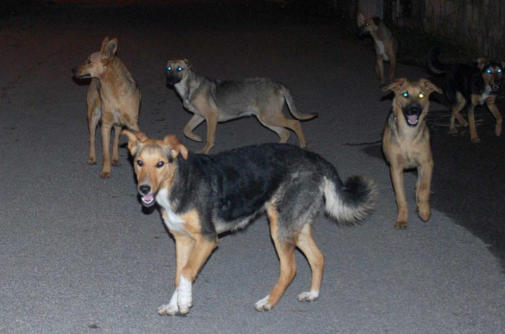 Periferia di Torino – E’ allarme cani randagi. “Si muovono in branchi e sono un pericolo, il Comune intervenga subito!”