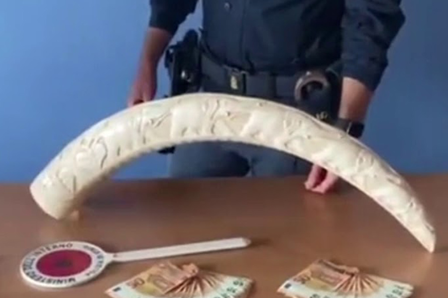 Torino – Nella sua villa nascondeva una zanna d’elefante e banconote false – Arrestato