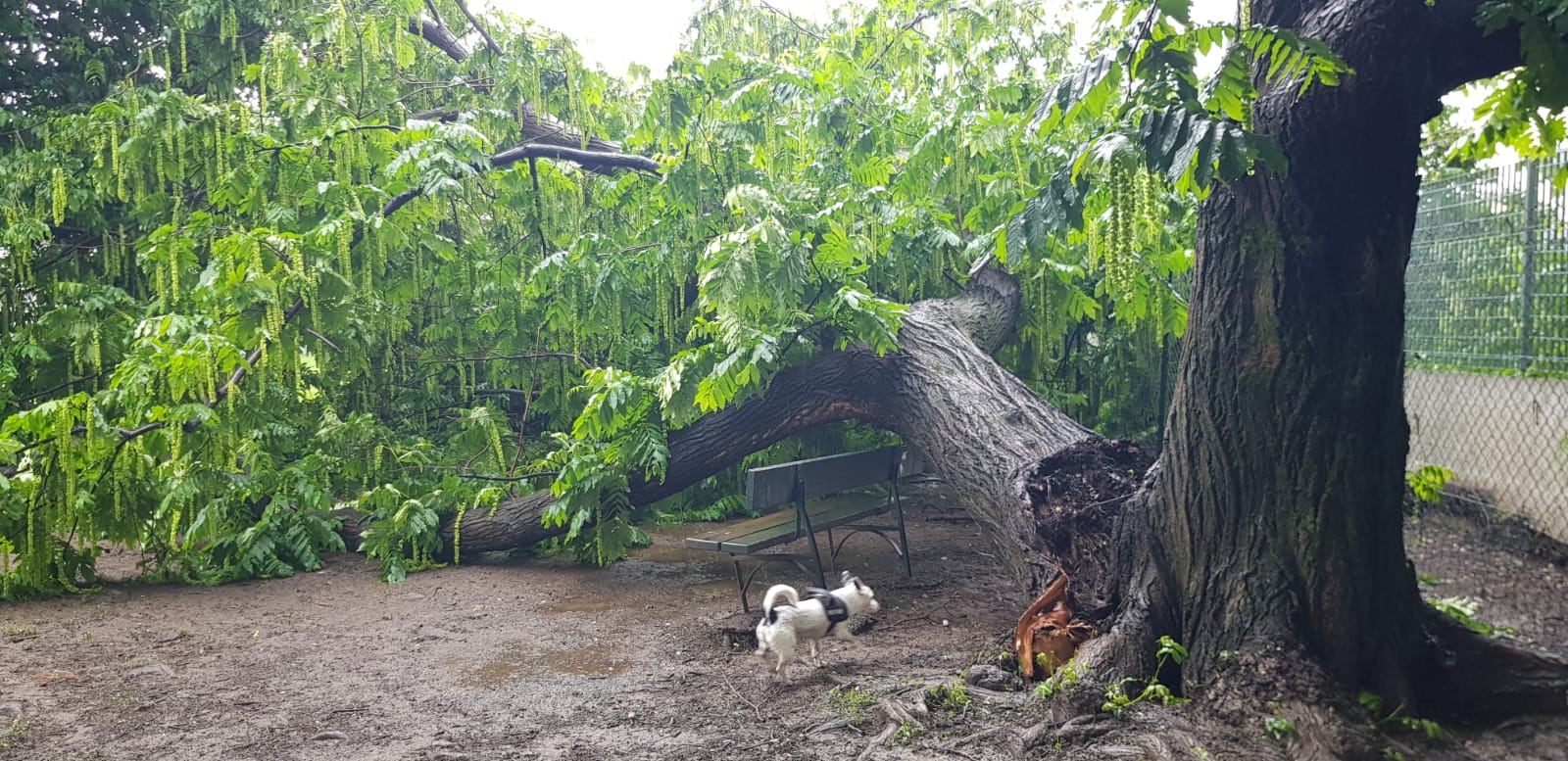 Torino: crolla un albero su una panchina – “Poteva essere una tragedia”