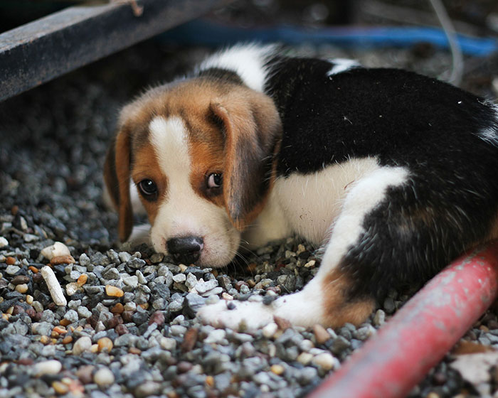 Torino – Cane trovato chiuso in cantina da giorni, salvato dai vigili