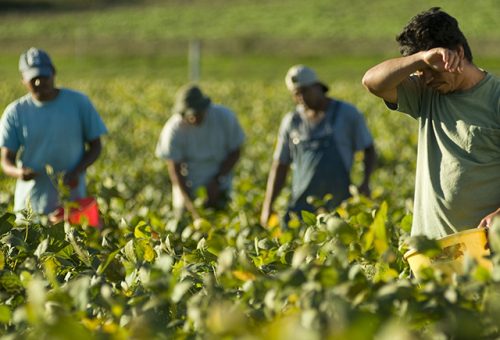1 Maggio – Sfruttano braccianti in Piemonte, pagandoli 3 euro all’ora – Arrestati ‘caporali’