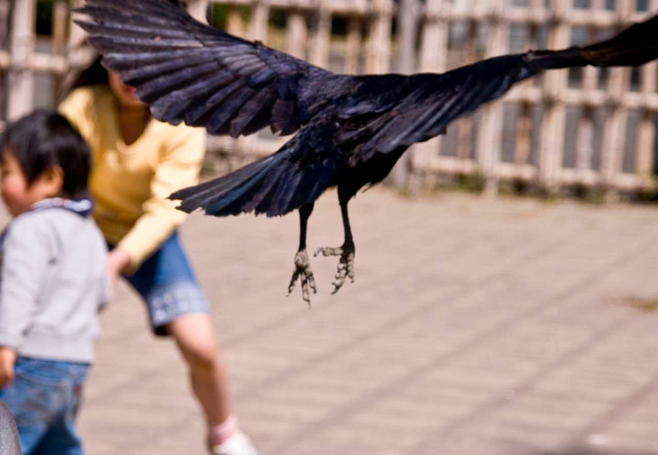 Corvi attaccano i passanti: bimbo rischia di essere accecato, salvato dal nonno