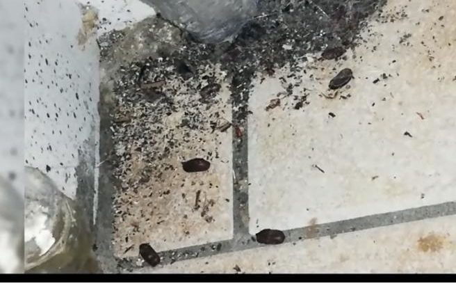 Blatte vive e morte in una gastronomia di San Salvario – Chiuso il locale