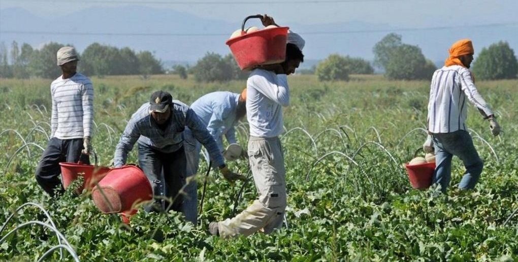 Caporalato in Piemonte – Numeri da brivido, 5 aziende irregolari su 10 dopo gli ultimi controlli