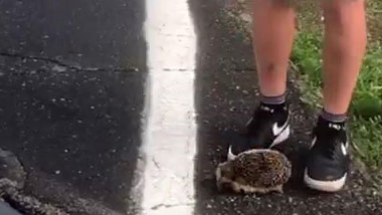 Riccio seviziato e  ucciso, identificato il ragazzo “L’ho fatto per divertirmi”